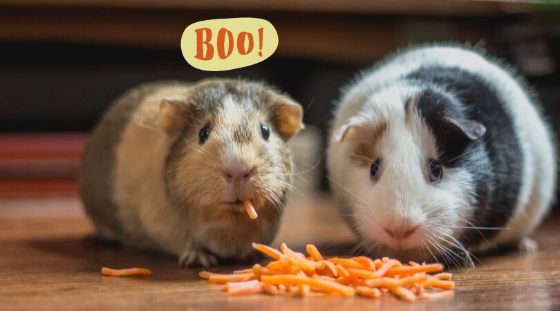 Entonces. Son los gatos un bien o un mal para la comunidad