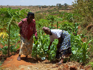 Can Nigeria’s G2P Card Fix the Gaps in Agricultural Funding and Input Distribution?