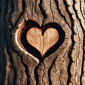 Heart in tree trunk
