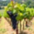 vineyard.jpg