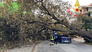 Crolla un albero e investe una Golf con a bordo un giovane. Video