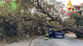 Crolla un albero e investe una Golf con a bordo un giovane. Video