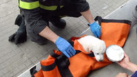 Cagnolino salvato dai vigili del fuoco dopo una caduta dal IV piano