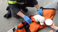 Cagnolino salvato dai vigili del fuoco dopo una caduta dal IV piano