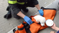 Cagnolino salvato dai vigili del fuoco dopo una caduta dal IV piano