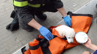 Cagnolino salvato dai vigili del fuoco dopo una caduta dal IV piano