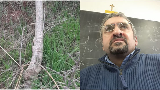 Aieta, abbattute trenta piante di ulivo: intimidazione al vicesindaco Carlomagno