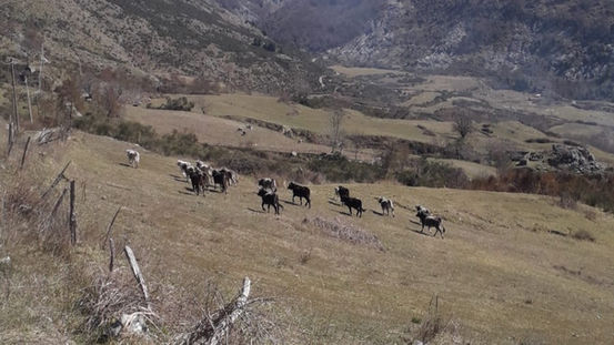 Verbicaro, bovini allo stato brado, il sindaco scrive al prefetto