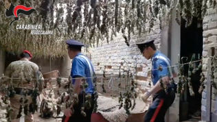 Quintali di marijuana in bidoni interrati vicino ad una fiumara, condannato a 3 anni