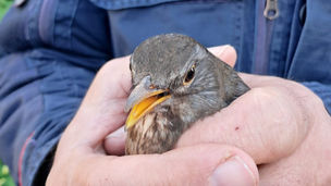 Sequestro avifauna Falconara Albanese