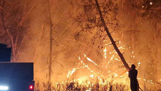 Emergenza incendi in Calabria: la Protezione Civile segnala l'uso di gatti vivi, con stracci imbevuti di liquido infiammabile, usati come inneschi per il fuoco. Scatta la denuncia di LNDC