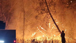 Emergenza incendi in Calabria: la Protezione Civile segnala l'uso di gatti vivi, con stracci imbevuti di liquido infiammabile, usati come inneschi per il fuoco. Scatta la denuncia di LNDC