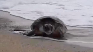 Tartaruga marina Caretta Caretta sulla spiaggia di Diamante