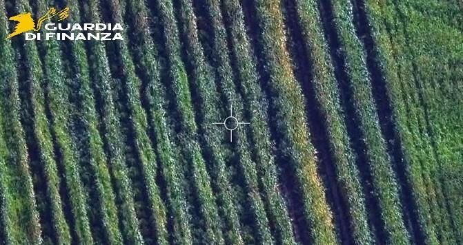 Guardia di Finanza sequestra maxi piantagione di marijuana a Isola di Capo Rizzuto