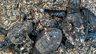 Nuovi nati nella spiaggia di Grisolia, si schiudono le uova della caretta caretta