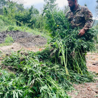 San Lucido e Cetraro, carabinieri distruggono due piantagioni di marijuana