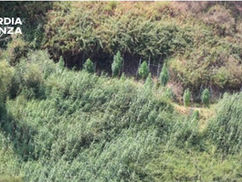 Operazione antidroga nel crotonese: l'elicottero della Guardia di Finanza individua 128 piante di marijuana tra Cutro e Papanice. Crescevano da sole grazie a un impianto di irrigazione automatizzato