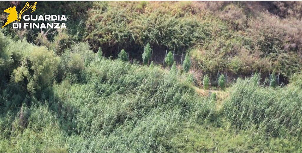 Operazione antidroga nel crotonese: l'elicottero della Guardia di Finanza individua 128 piante di marijuana tra Cutro e Papanice. Crescevano da sole grazie a un impianto di irrigazione automatizzato