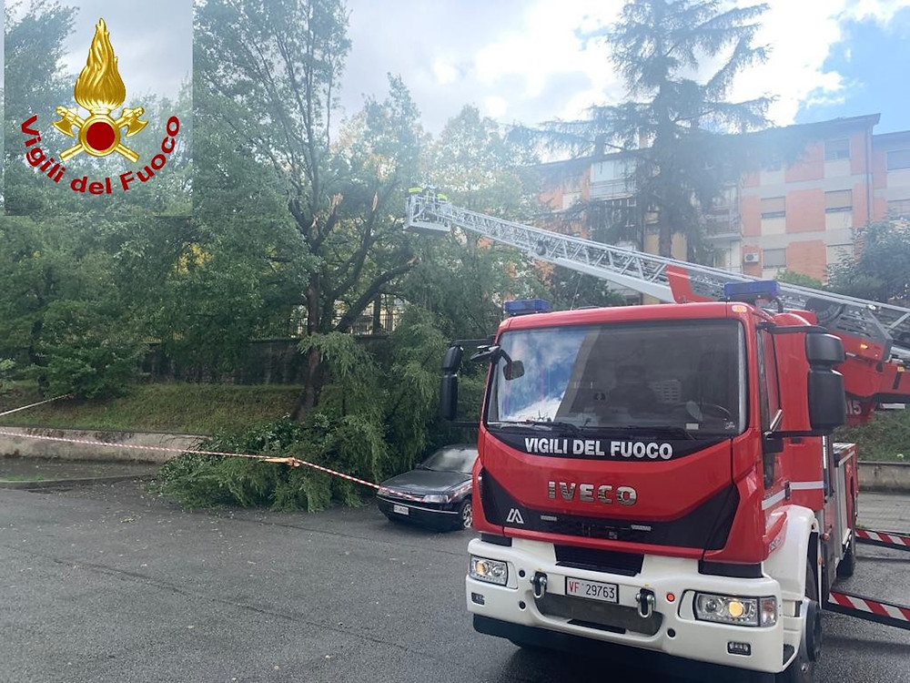 Cosenza, albero caduto
