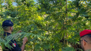 Gioia Tauro, piantagione di marijuana: tre arresti