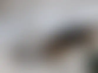 Diamante, cagnolino aggredito da due randagi: le richieste di Pascale