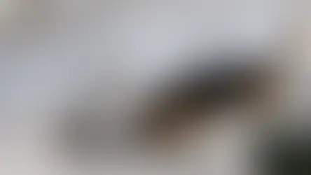 Diamante, cagnolino aggredito da due randagi: le richieste di Pascale