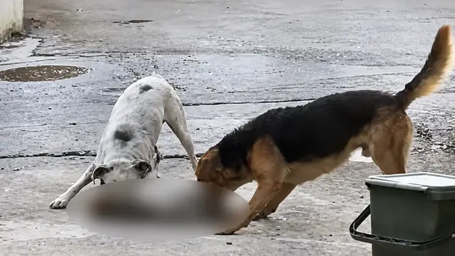 Diamante, cagnolino aggredito da due randagi: le richieste di Pascale