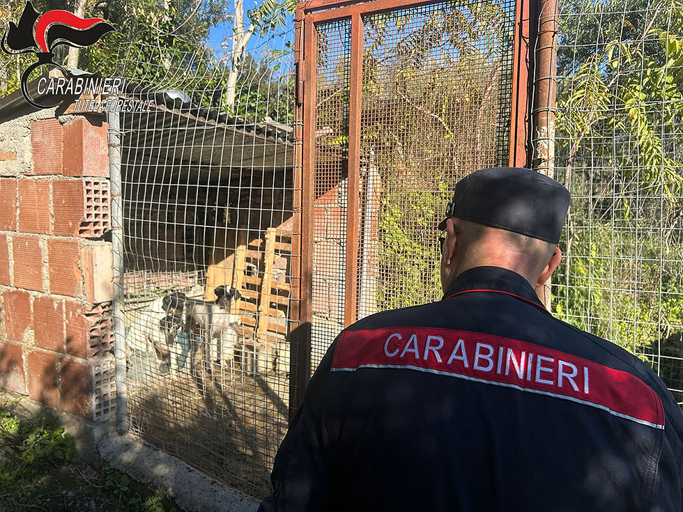 Sequestrato un allevamento di cani a San Nicola Arcella