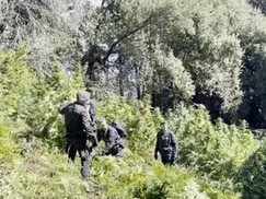 Calabria, scoperte 19 piantagioni di cannabis: ricavi stimati oltre 8,3 milioni