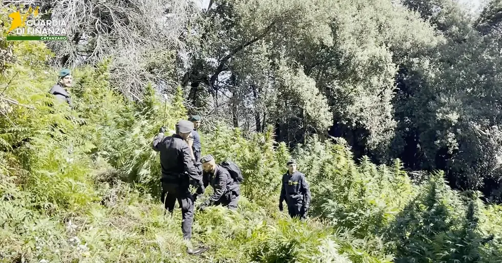 Calabria, scoperte 19 piantagioni di cannabis: ricavi stimati oltre 8,3 milioni