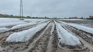 Coltivazione di limoni IGP danneggiata dalla grandine e campo agricolo allagato in Calabria a causa del maltempo di aprile 2026