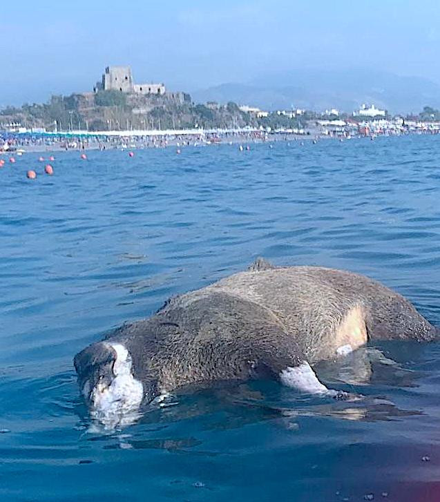 Scalea cinghiale in mare