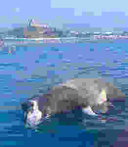 Scalea cinghiale in mare