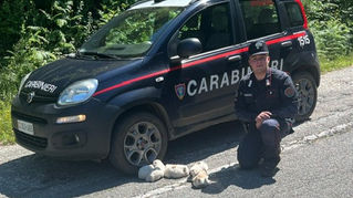 Carabinieri Forestali durante le operazioni di salvataggio di cuccioli di cane nel Parco Nazionale dell'Aspromonte a San Giorgio Morgeto