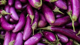 melanzana violetta di Longobardi Presidio Slow Food
