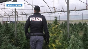 Piantagione di marijuana in una serra a Roggiano Gravina, un arresto
