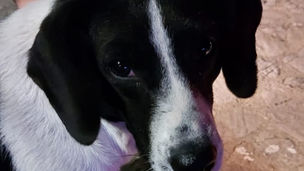 Poldo, il "cane buono" torni in piazza. Iniziativa per ridare libertà all'amico di Orsomarso