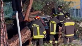 Vigili del Fuoco rimuovono pino caduto su auto a Marcellina Santa Maria del Cedro