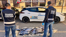 Guardia Costiera di Vibo Valentia sequestra pescespada sotto misura