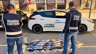 Guardia Costiera di Vibo Valentia sequestra pescespada sotto misura