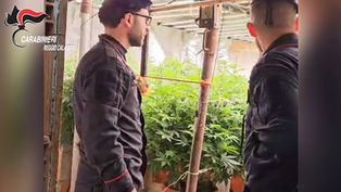 Carabinieri scoprono bunker sotterraneo con piantagione di marijuana a Platì