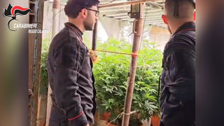 Carabinieri scoprono bunker sotterraneo con piantagione di marijuana a Platì