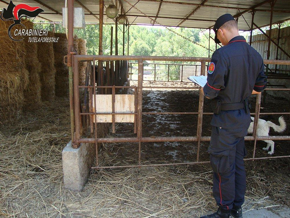 Santa Domenica Talao, controlli all'azienda agricola