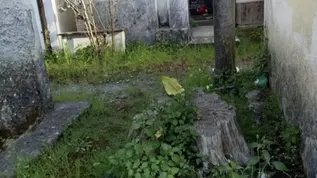 Orsomarso, segnalati cani nei loculi: Galtieri sollecita la messa in sicurezza