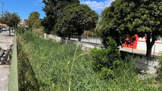 Vegetazione e rifiuti nel canale Tirello di Scalea, rischio esondazione
