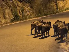 Verbicaro, cinghiali nel centro abitato: il video e i rischi degli incontri