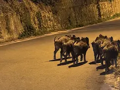 Verbicaro, cinghiali nel centro abitato: il video e i rischi degli incontri