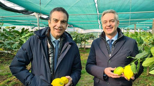 Il cedro di Santa Maria del Cedro è ufficialmente prodotto a denominazione di origine protetta
