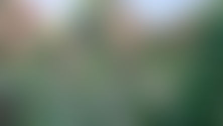 "Carabinieri durante il sequestro di una piantagione di marijuana a Nicotera"