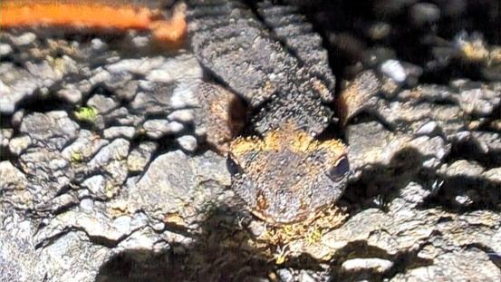 Rara Salamandrina dagli Occhiali Meridionale a Orsomarso, nel Parco Nazionale del Pollino
